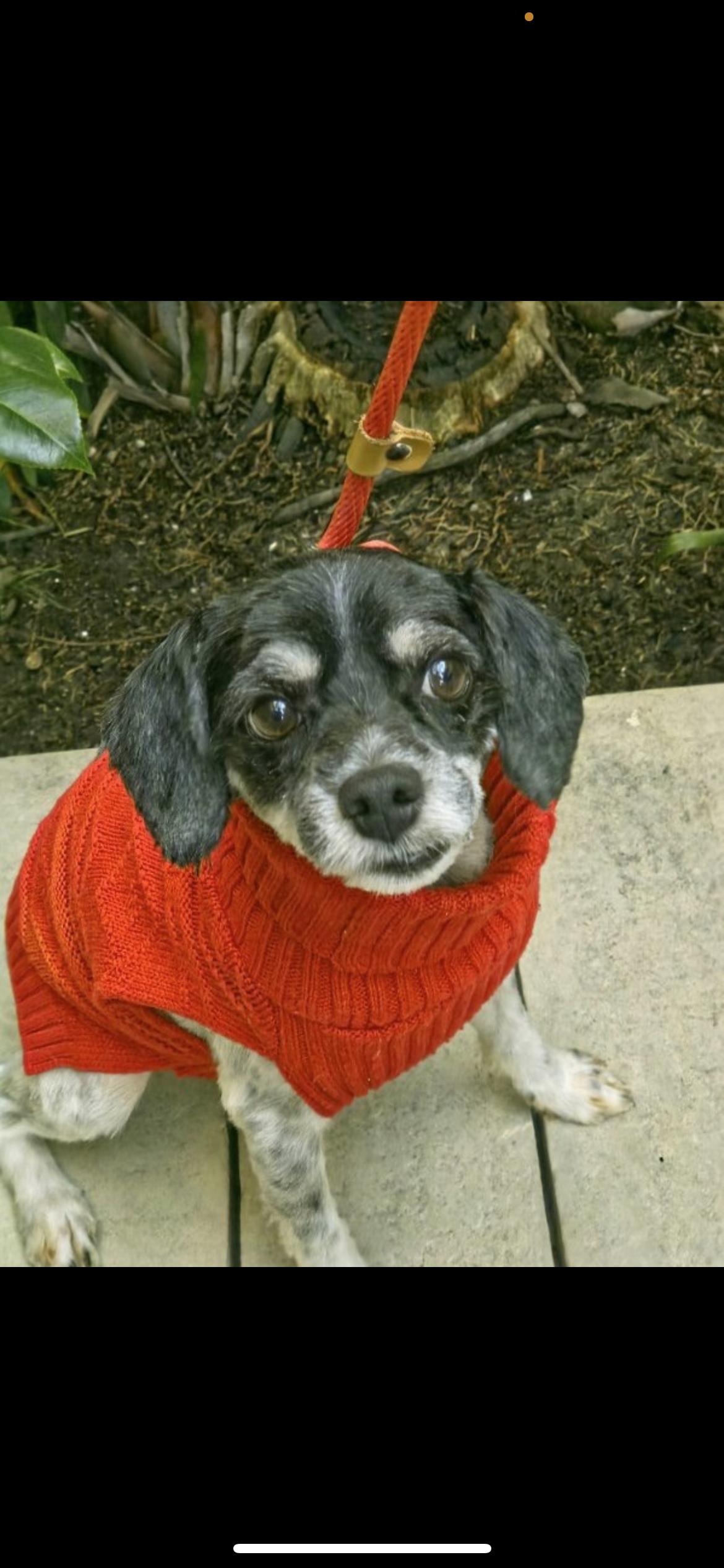 Wizard, a Adoptable mixed breed in Hamden, CT image 6/6