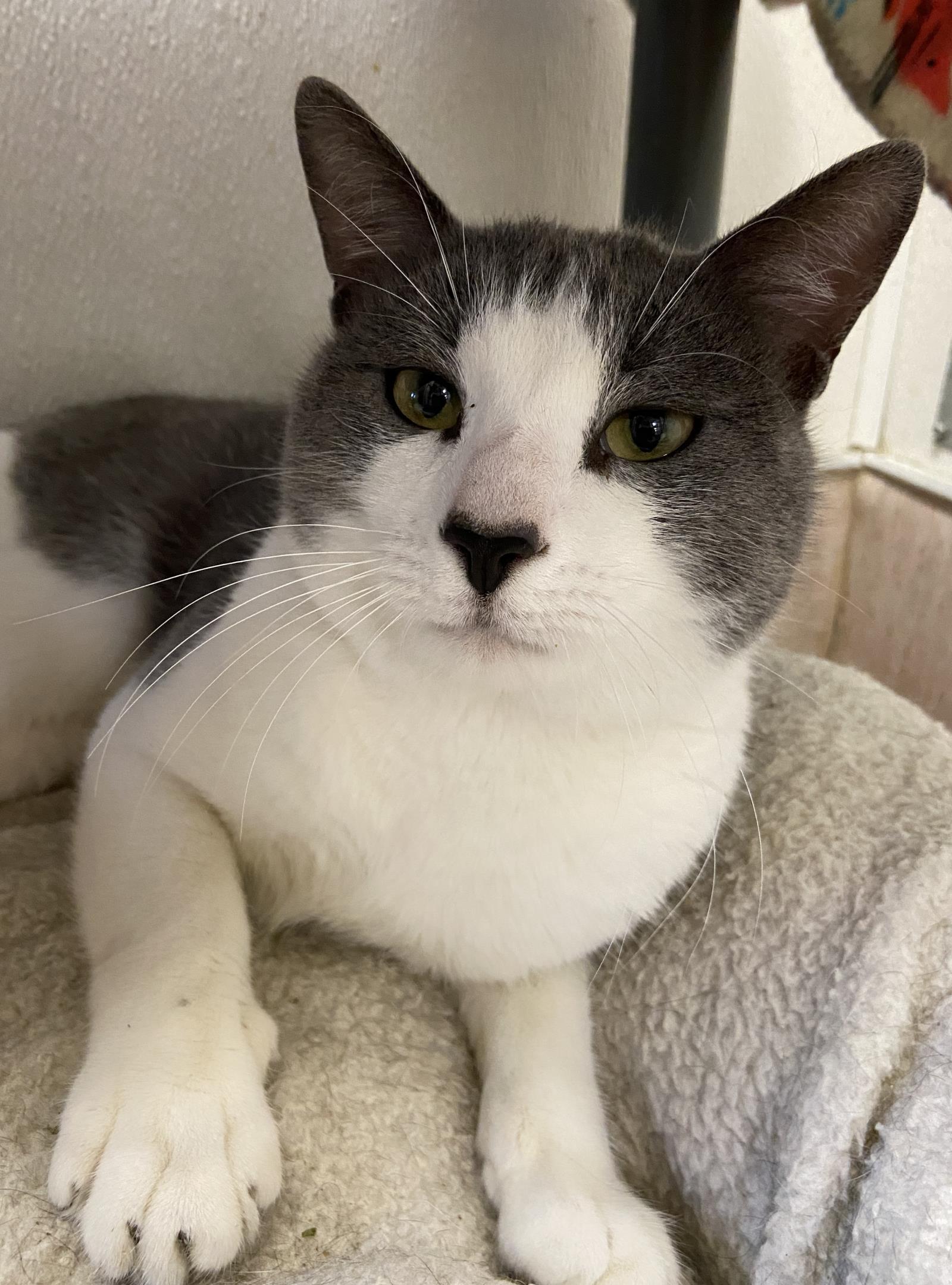 Sanji, Adoptable, Adult Male Domestic Short Hair.