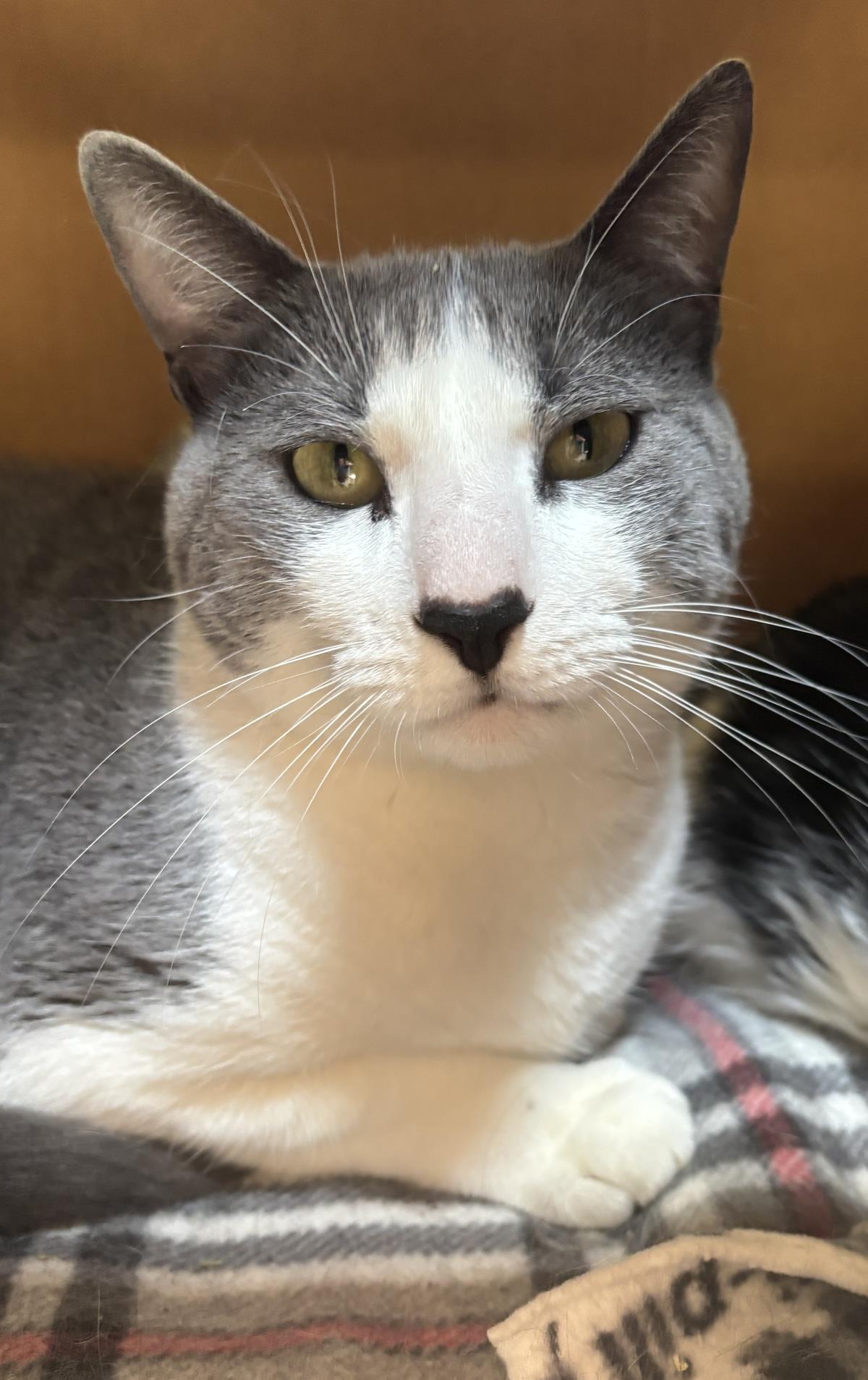 Enlarge Sanji, a Adoptable mixed breed in Beacon, NY image 2/4