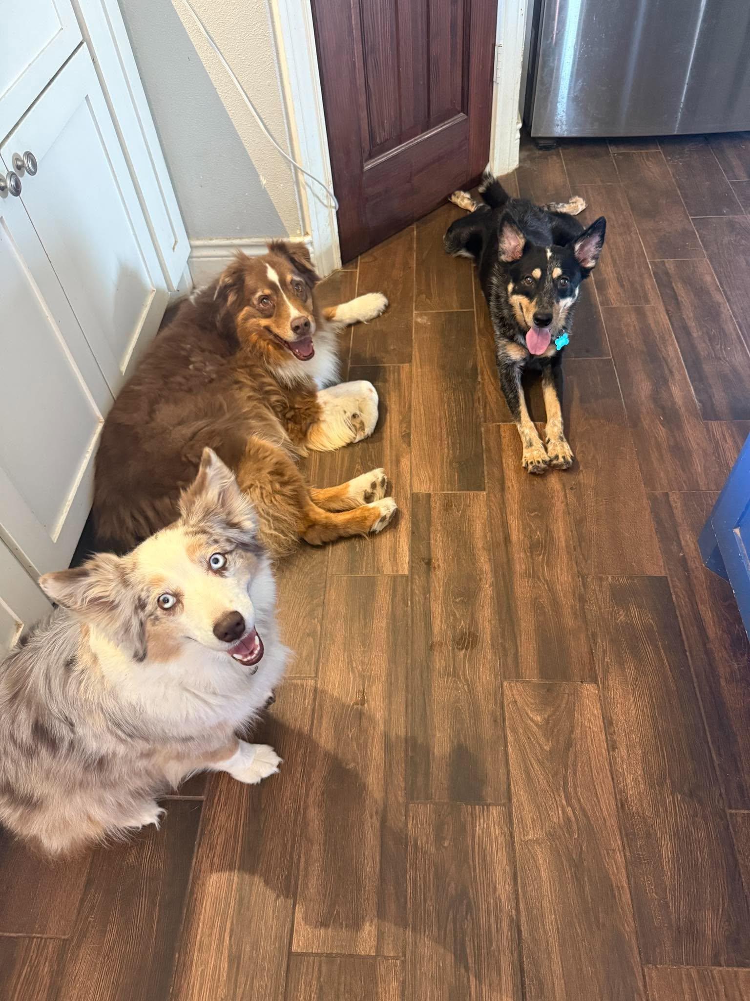 Enlarge Sailor, a Adoptable Australian Shepherd in Guilford, VT image 4/5