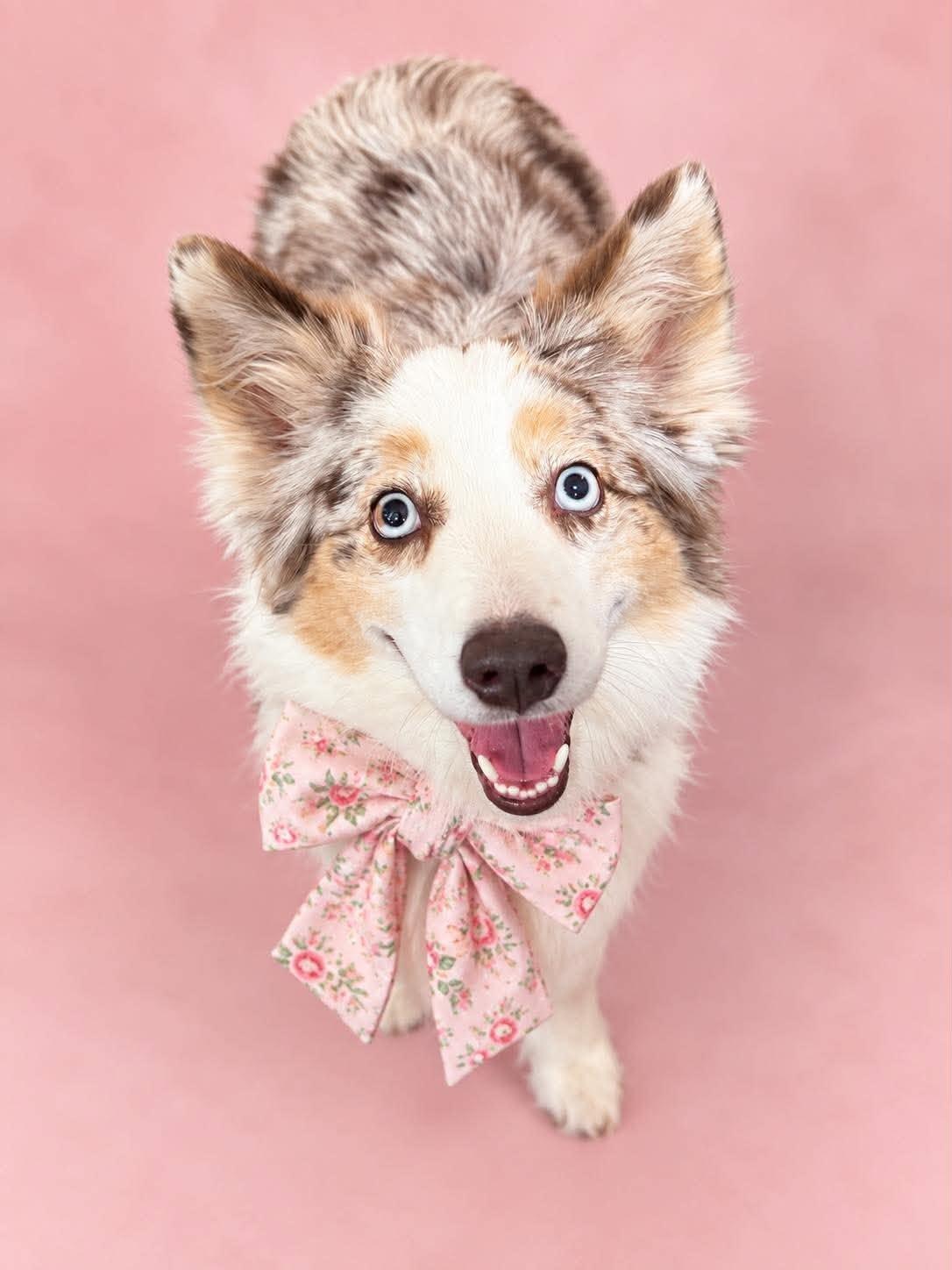 Sailor, Adoptable, Adult Female Australian Shepherd.