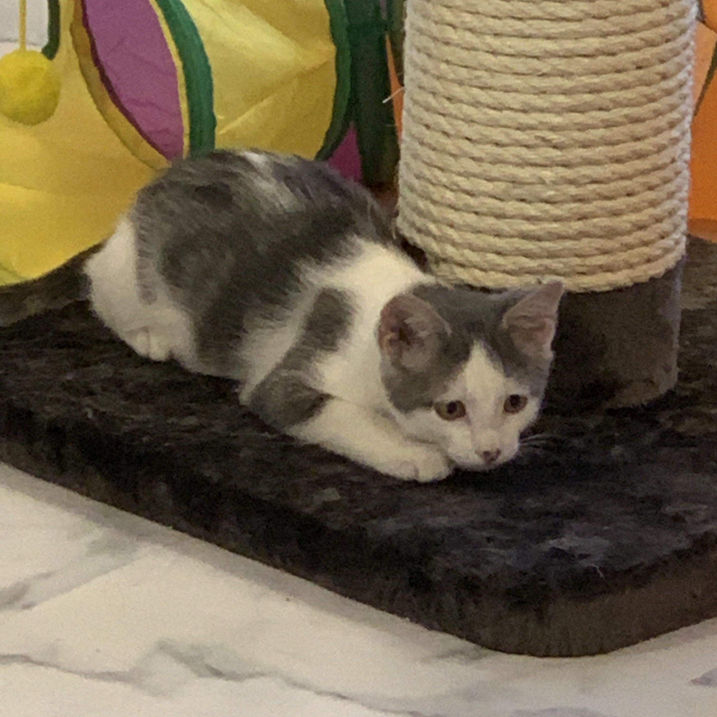 Winston, a ADOPTABLE Domestic Short Hair in Saint Charles, MO image 2/3