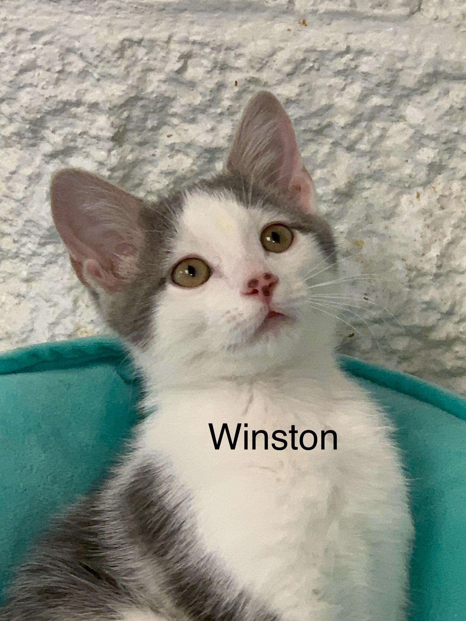 Winston, a ADOPTABLE Domestic Short Hair in Saint Charles, MO image 1/3