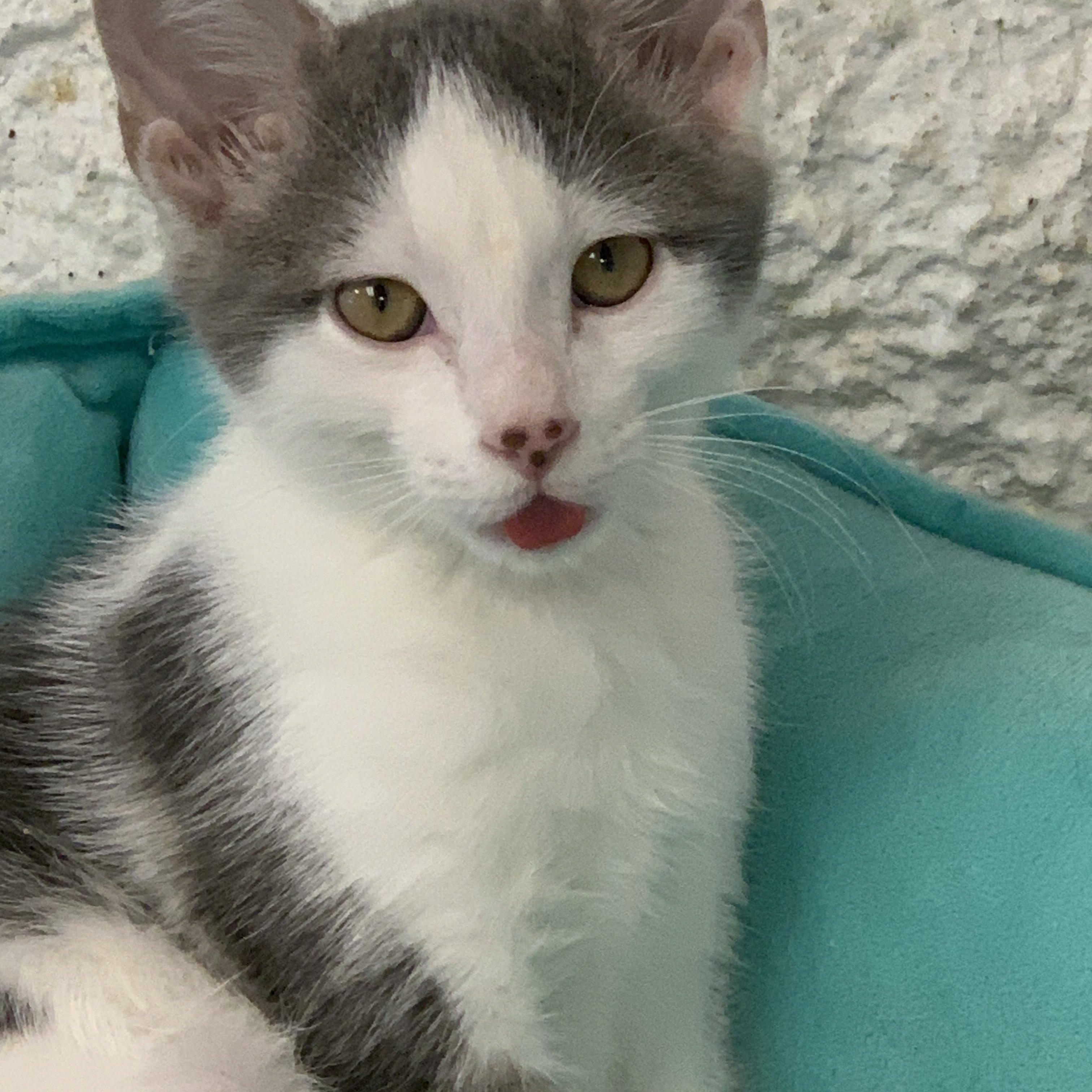 Winston, a ADOPTABLE Domestic Short Hair in Saint Charles, MO image 3/3