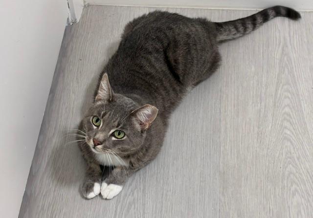 Enlarge Gandolf, an adoptable Domestic Short Hair in Novato, CA image 5/5
