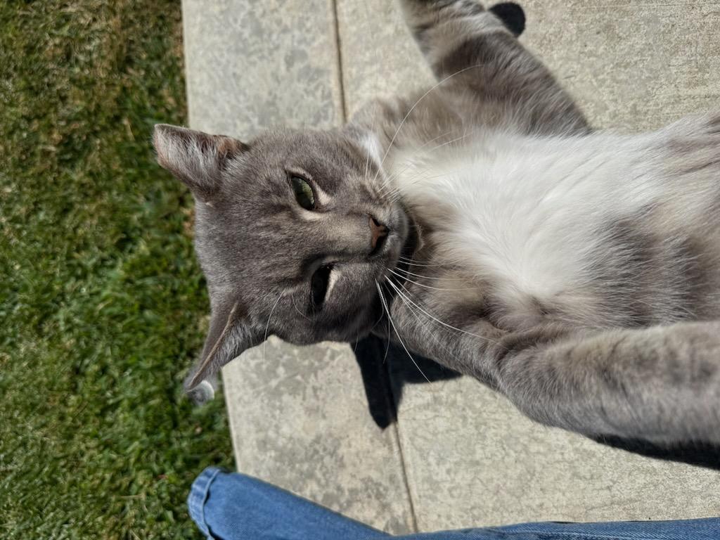 Enlarge Gandolf, an adoptable Domestic Short Hair in Novato, CA image 3/3