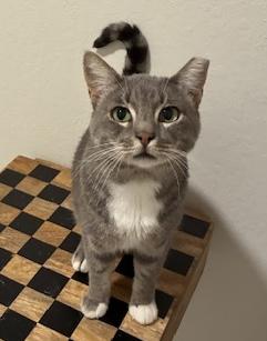 Enlarge Gandolf, an adoptable Domestic Short Hair in Novato, CA image 2/3