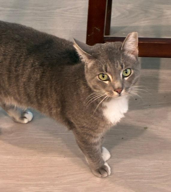 Enlarge Gandolf, an adoptable Domestic Short Hair in Novato, CA image 4/5