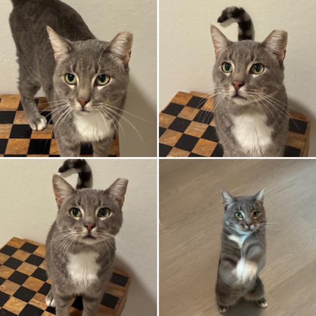 Enlarge Gandolf, an adoptable Domestic Short Hair in Novato, CA image 1/3