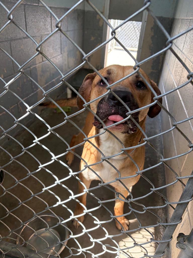 MOJO, Adoptable, Adult Male Black Mouth Cur.