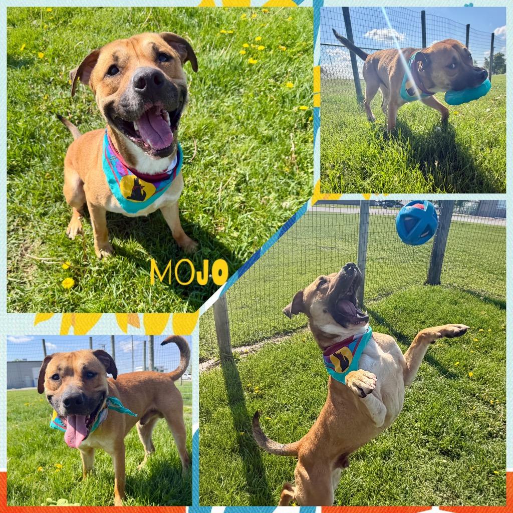 MOJO, Adoptable, Adult Male Black Mouth Cur.