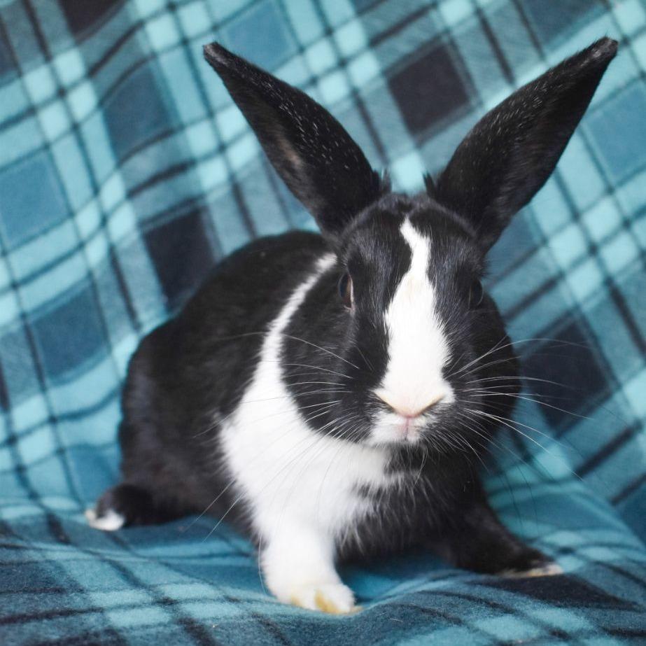 Bobble, adopted, Adult Male Dutch.