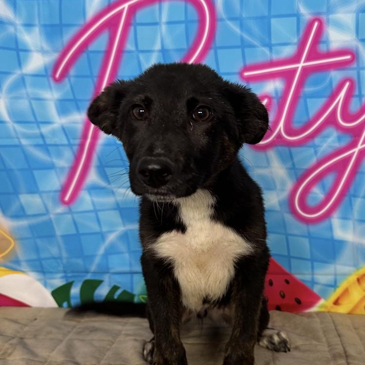 Enlarge Maui, a ADOPTABLE mixed breed in Medfield, MA image 1/3