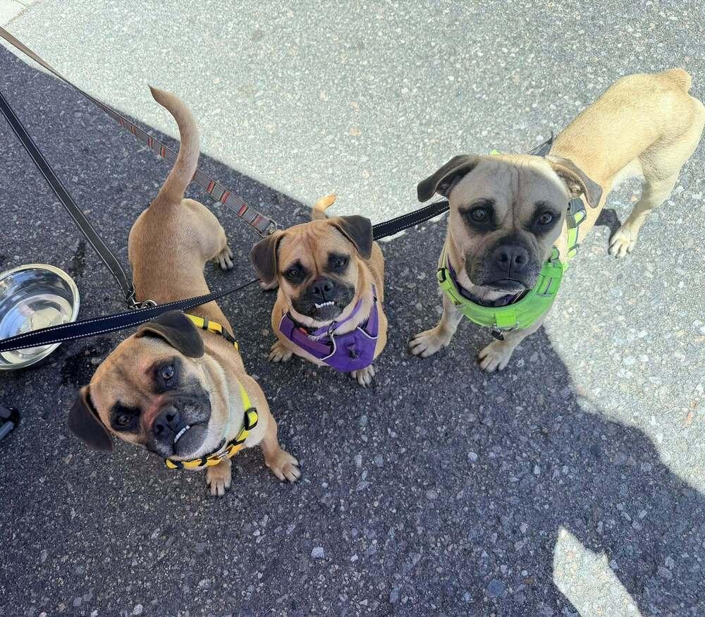 Ketchup, Adoptable, Young Female Pug.