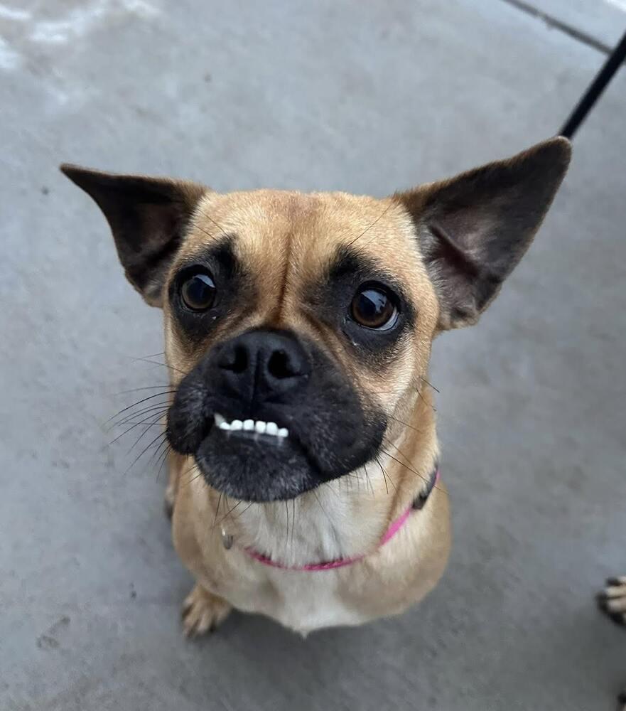 Enlarge Ketchup, a Adoptable mixed breed in Denver, CO image 4/6