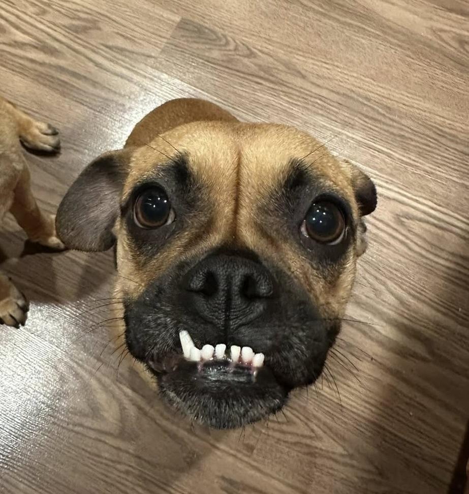 Enlarge Ketchup, a Adoptable mixed breed in Denver, CO image 6/6
