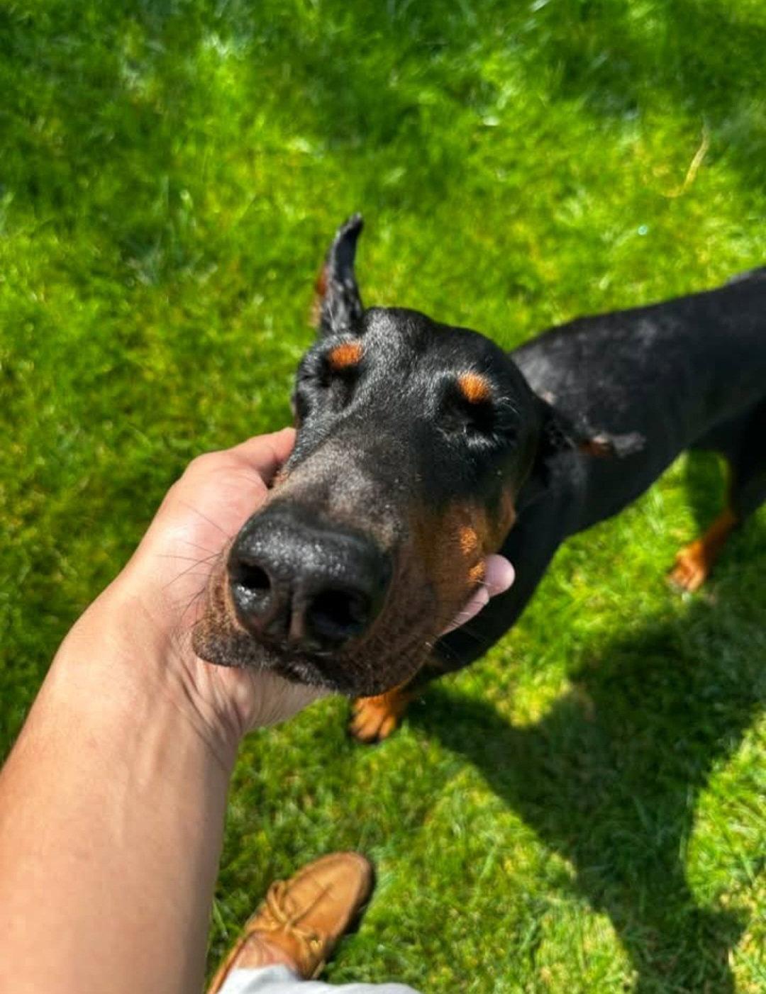 Enlarge Lovey, a Adopted Doberman Pinscher in Buffalo, MN image 2/3