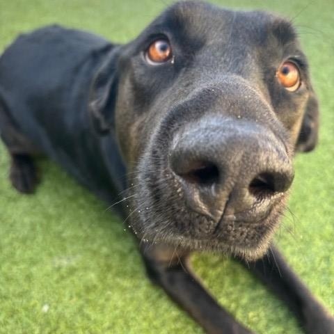 Enlarge Apollo, a ADOPTABLE mixed breed in Fayetteville, AR image 1/4