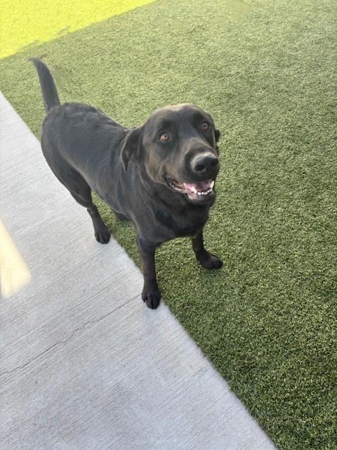 Enlarge Apollo, a ADOPTABLE mixed breed in Fayetteville, AR image 2/4