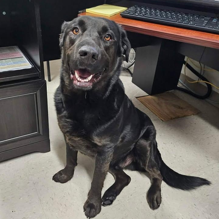 Apollo, ADOPTABLE, Adult Male Black Labrador Retriever.