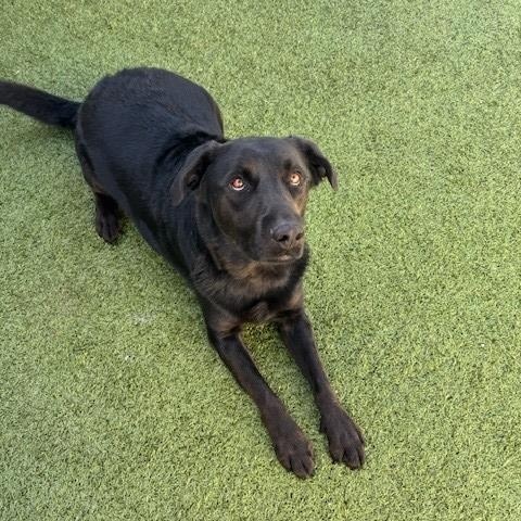 Enlarge Apollo, a ADOPTABLE mixed breed in Fayetteville, AR image 3/4