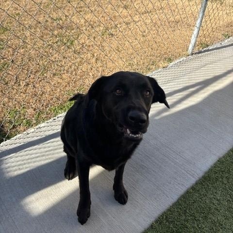 Enlarge Apollo, a ADOPTABLE mixed breed in Fayetteville, AR image 4/4