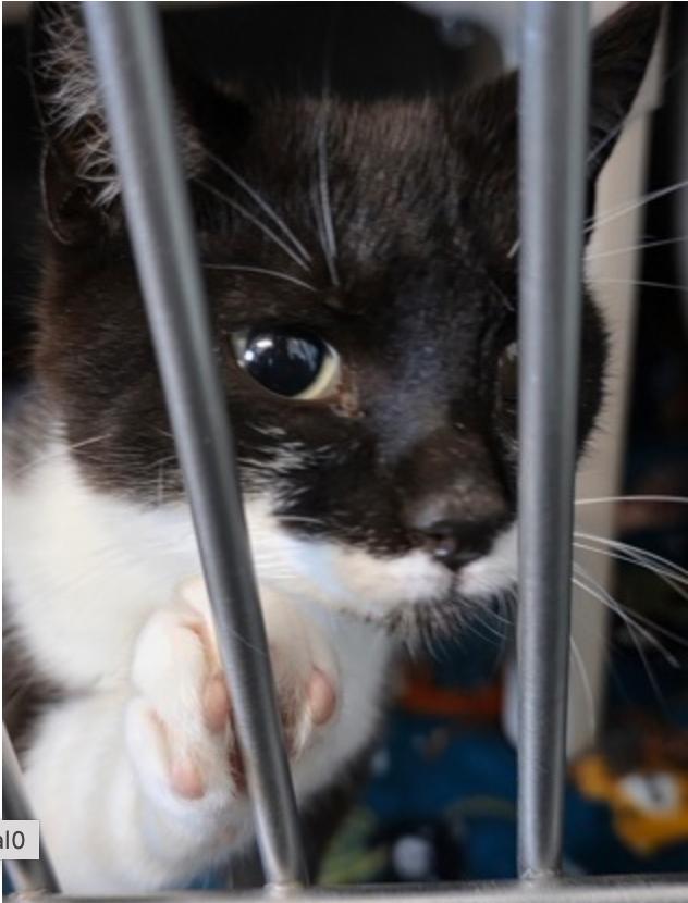 Enlarge Post Malone, an adoptable mixed breed in Marshall, NC image 1/1