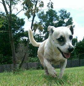 Sugar, a Adoptable Rat Terrier in Gun Barrel City, TX image 2/2
