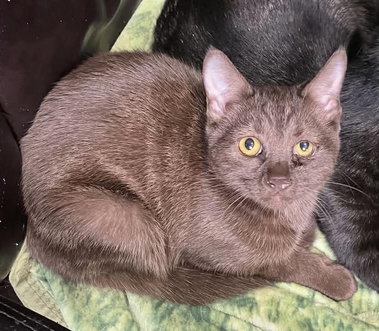 Buttercup, ADOPTABLE, Young Female Domestic Short Hair.