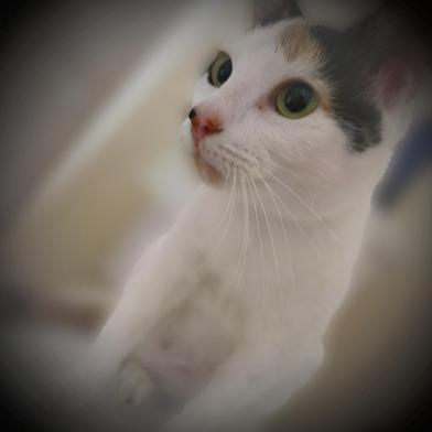 Ears — thumbnail 2