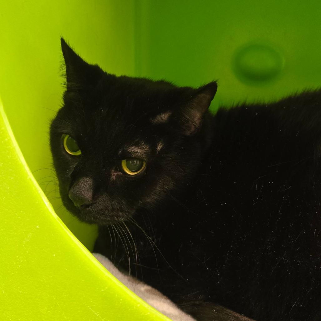 Rudy, Adoptable, Senior Male Domestic Short Hair.