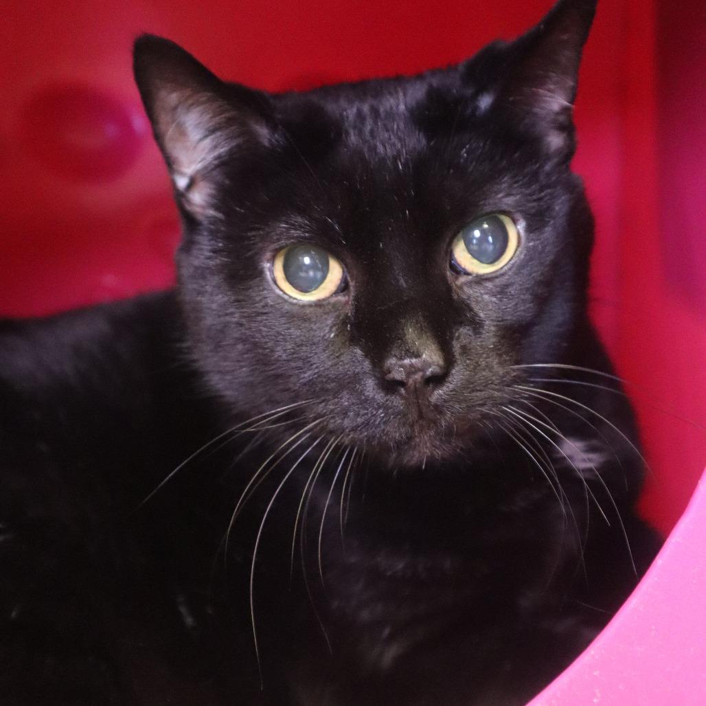 Enlarge Rudy, a Adoptable Domestic Short Hair in Waukesha, WI image 2/2