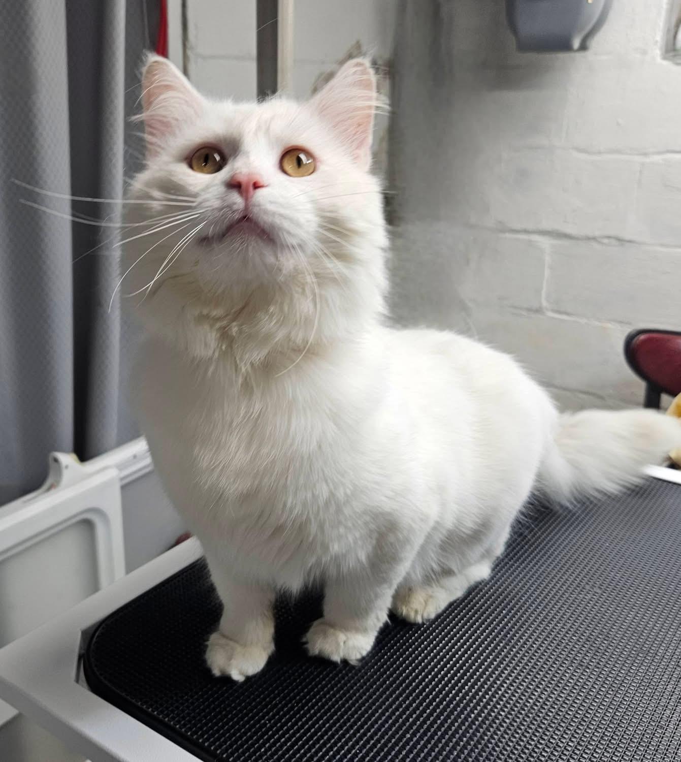 Ivory, adopted, Adult Male Domestic Long Hair.