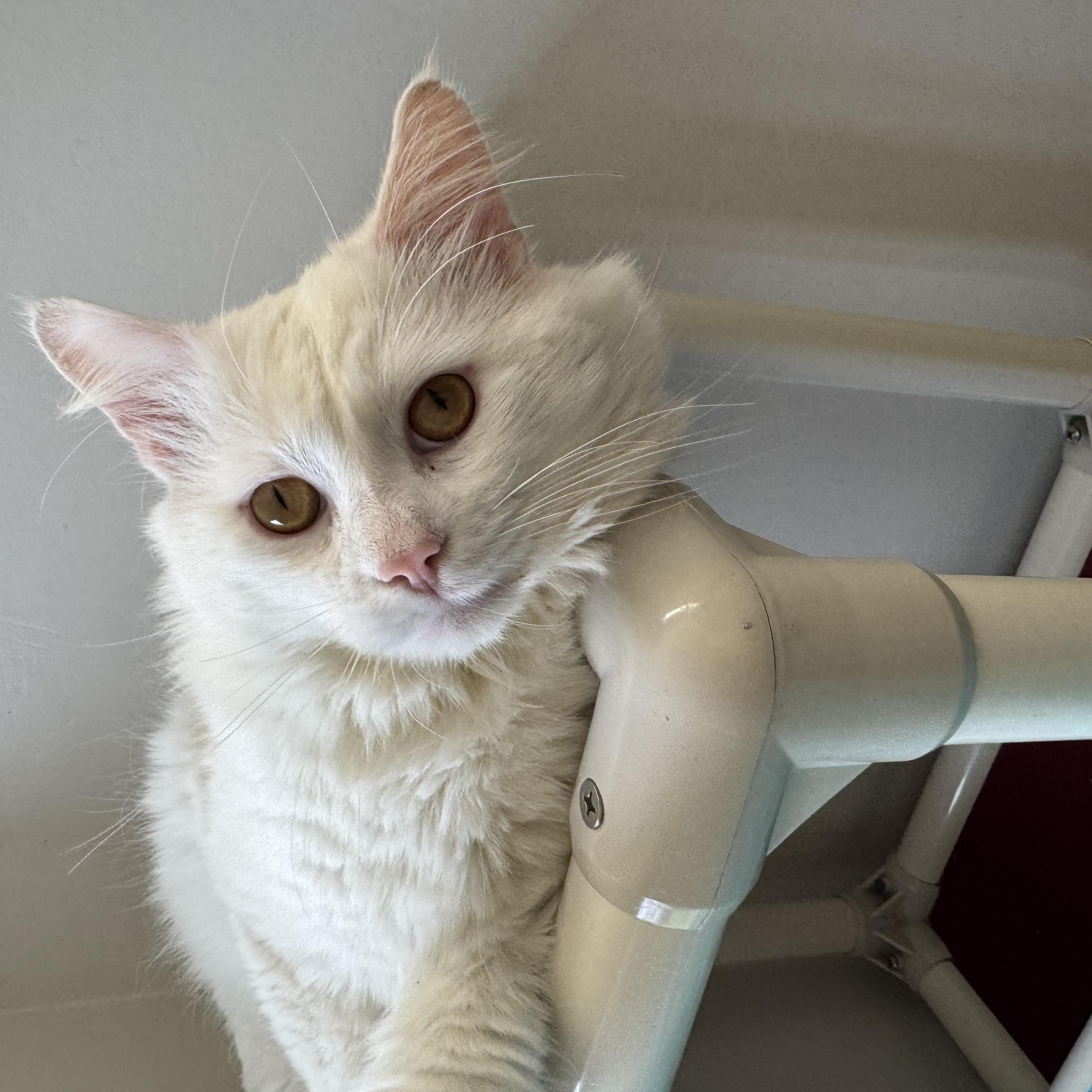 Enlarge Ivory, an adopted Domestic Long Hair in Salem, OH image 2/2