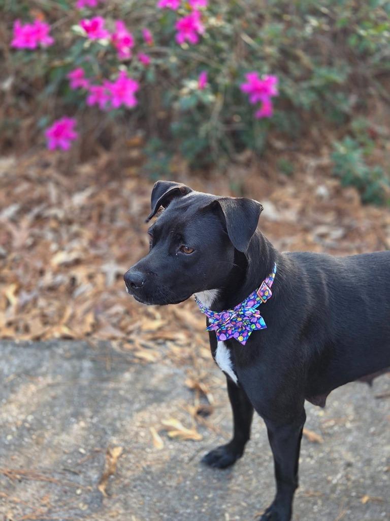 Bella Anne, Adopted, Adult Female Mixed Breed.