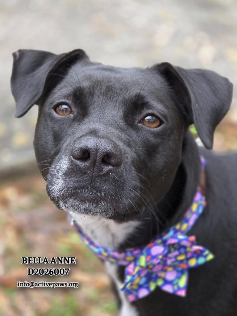 Bella Anne, a Adopted mixed breed in CONROE, TX image 2/5
