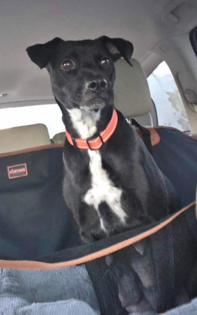 Bella Anne, a Adopted mixed breed in CONROE, TX image 3/5