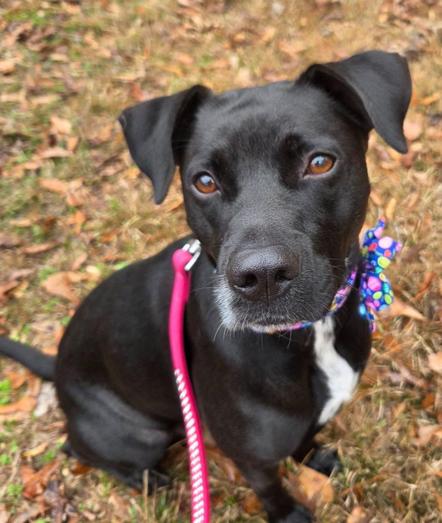Bella Anne, a Adopted mixed breed in CONROE, TX image 4/5