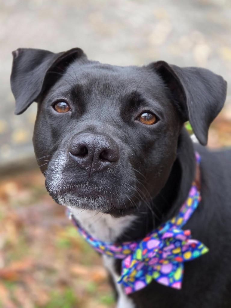 Bella Anne, a Adopted mixed breed in CONROE, TX image 5/5