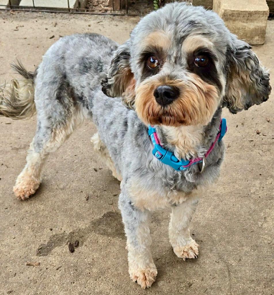 Chrissy, Adopted, Adult Female Maltese & Poodle.