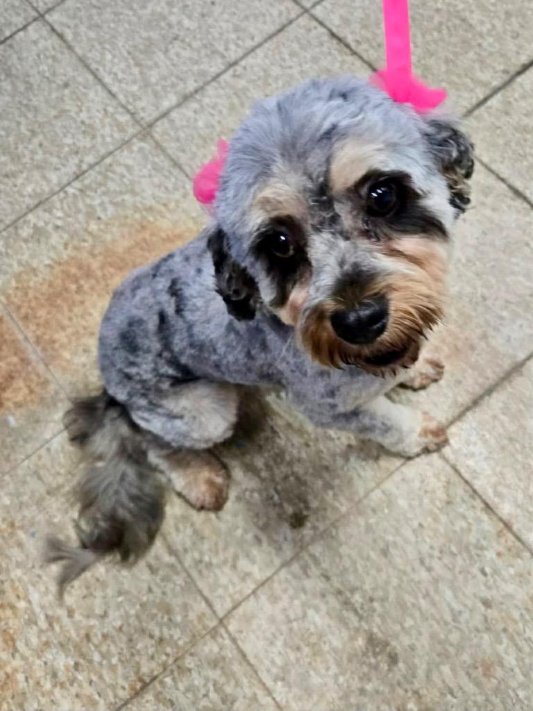 Chrissy, a Adopted mixed breed in Urbandale, IA image 2/3