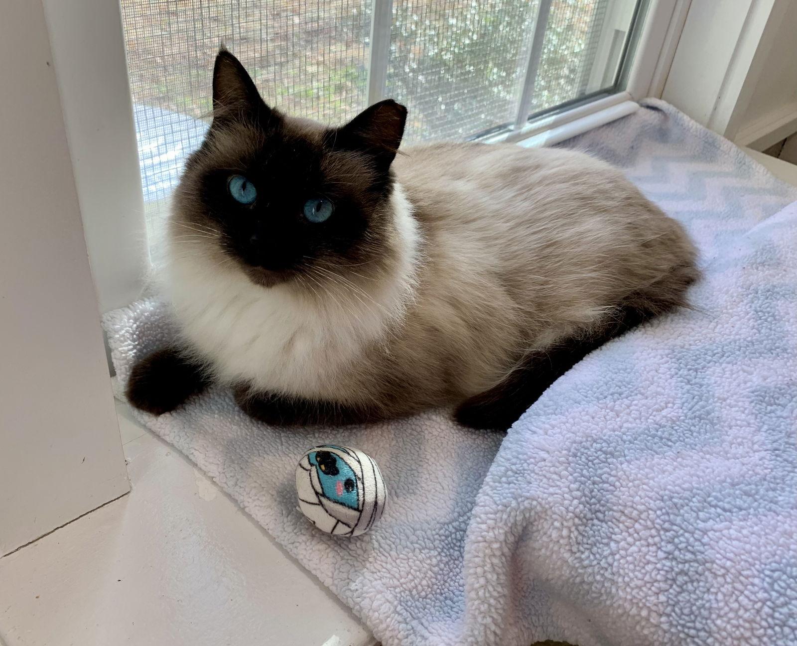 Carmella — thumbnail 2