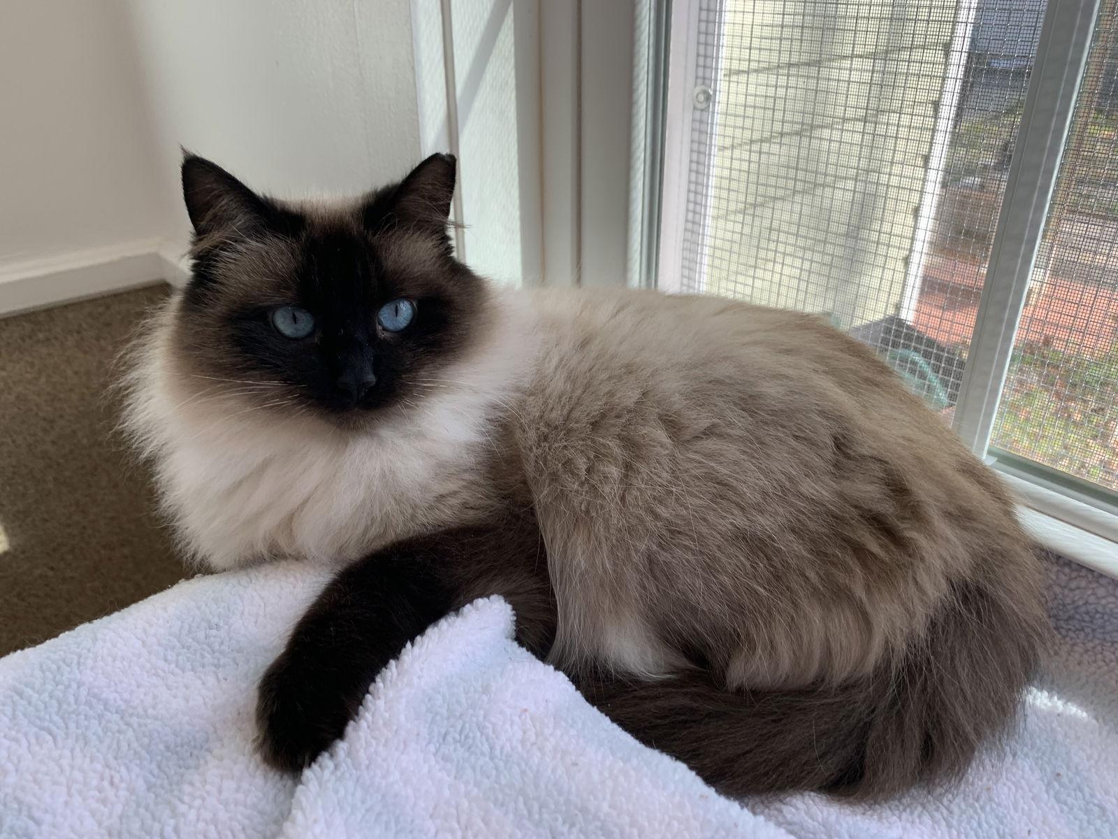 Carmella — thumbnail 3