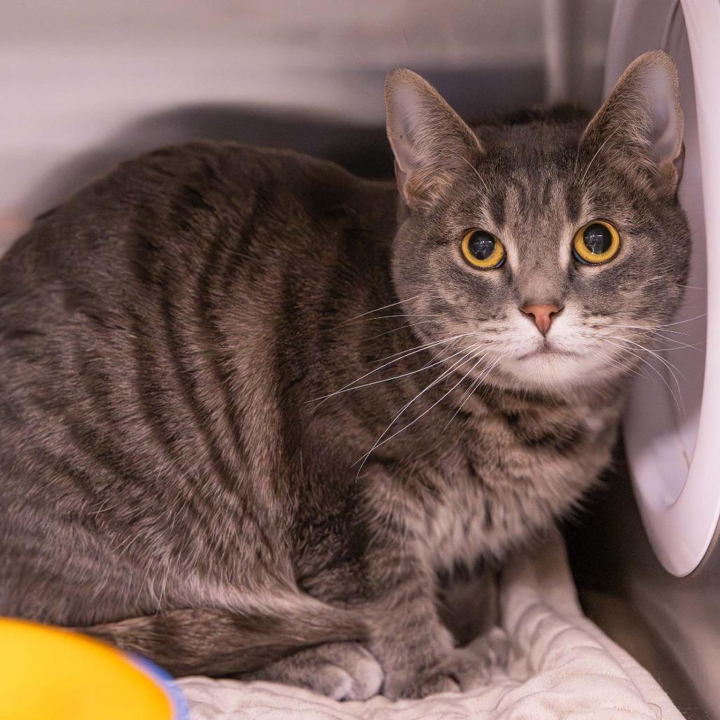 Enlarge Maggie, a Adoptable Domestic Short Hair in Mentor, OH image 1/1