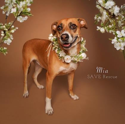 MIA, Adoptable, Adult Female Labrador Retriever & Mixed Breed.