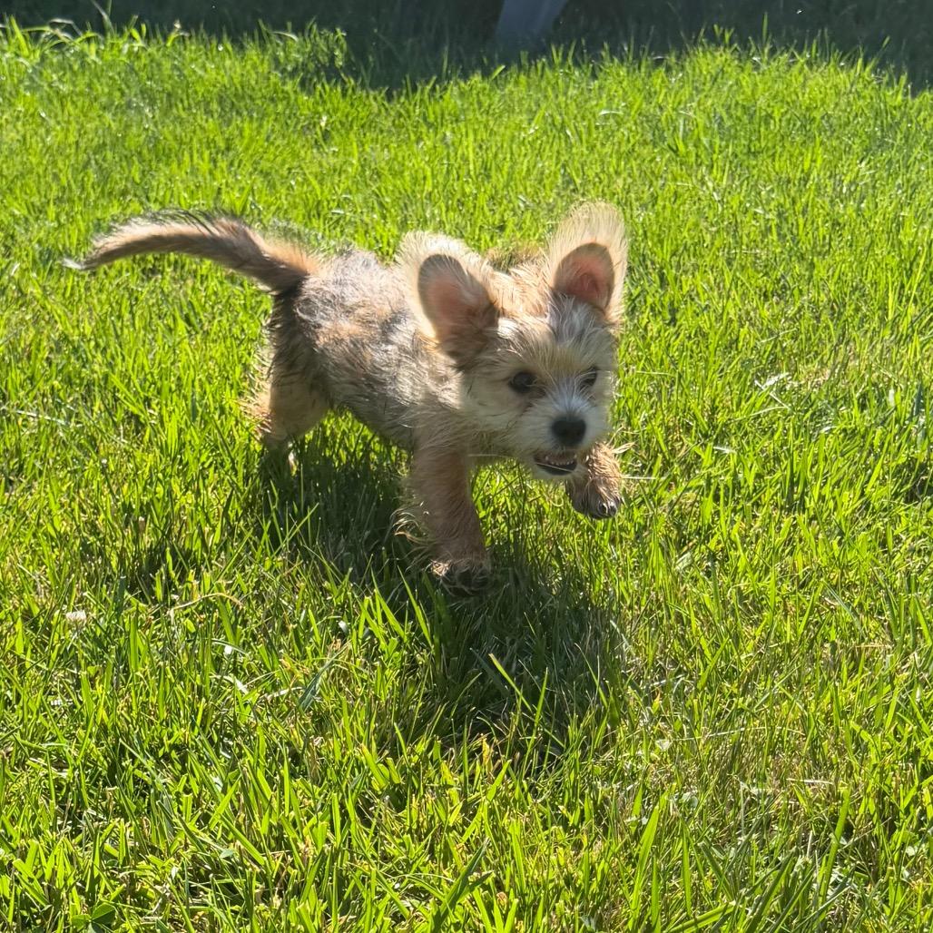 Charlemagne (Charlie), a Adoptable mixed breed in Peculiar, MO image 1/6