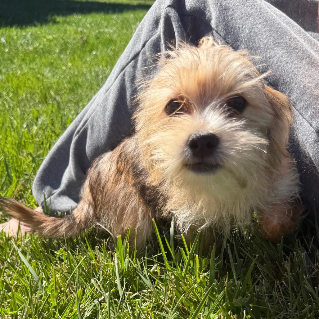 Charlemagne (Charlie), a Adoptable mixed breed in Peculiar, MO image 2/6