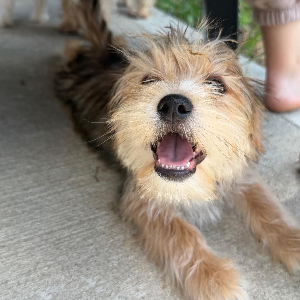 Charlemagne (Charlie), a Adoptable mixed breed in Peculiar, MO image 4/6