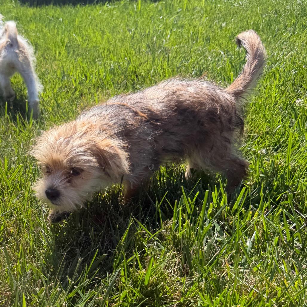 Charlemagne (Charlie), a Adoptable mixed breed in Peculiar, MO image 5/6