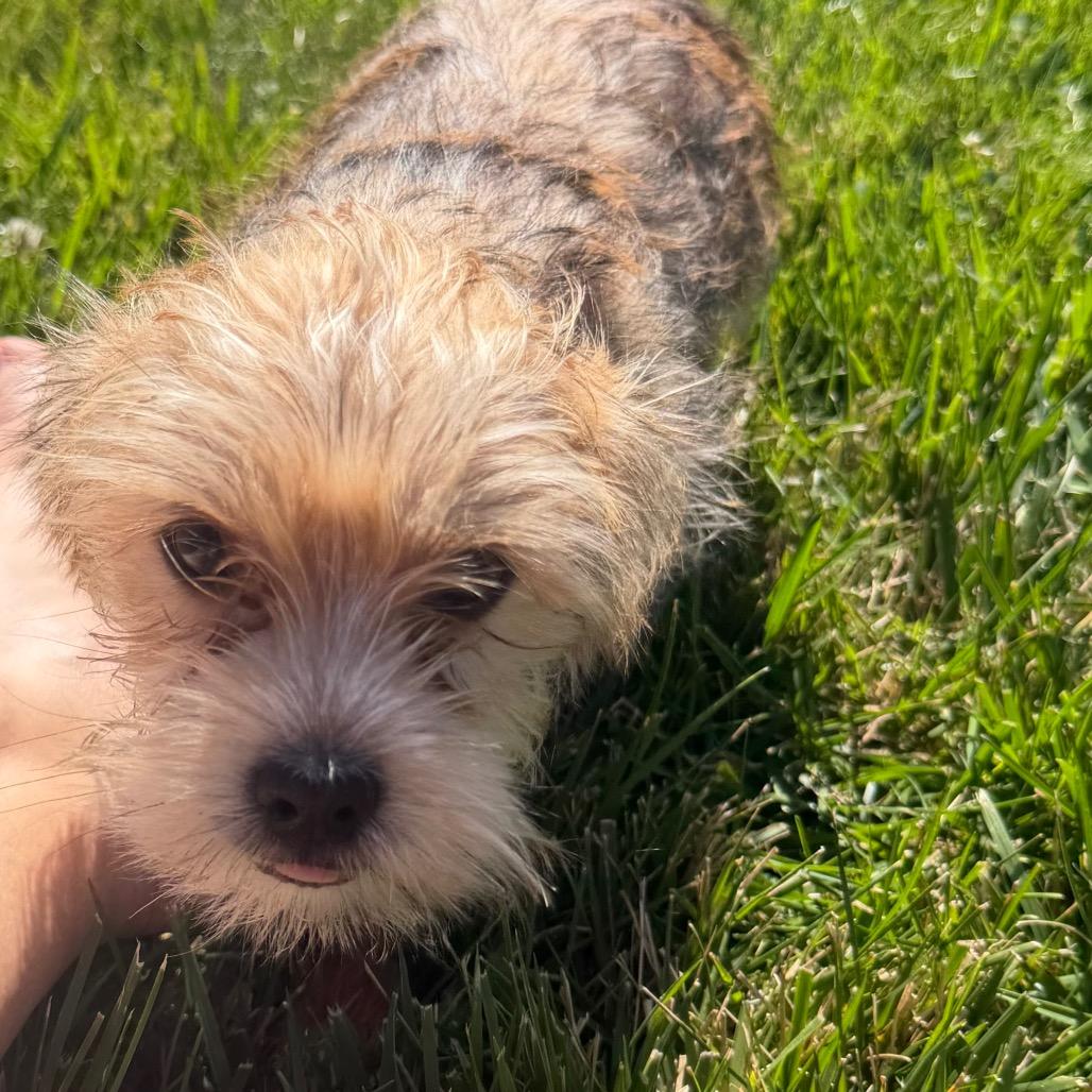 Charlemagne (Charlie), a Adoptable mixed breed in Peculiar, MO image 6/6
